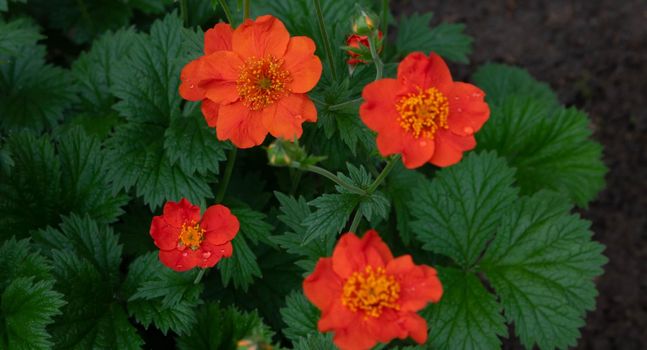 Geum coccineum borisii or dwarf orange avens red flower with green background.