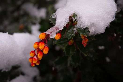 Close-up of some orange flowers in branch covered in snow