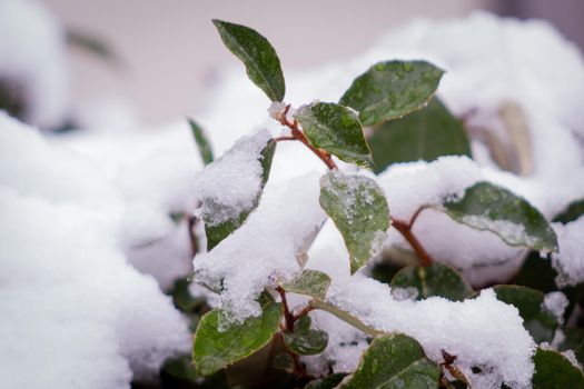 Close-up of some green leaves covered in snow