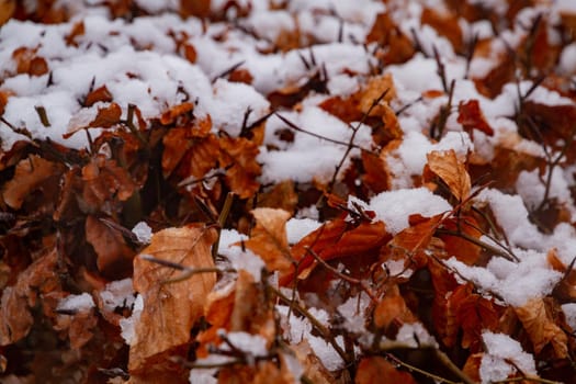 Deatil of some brown leaves covered in snow