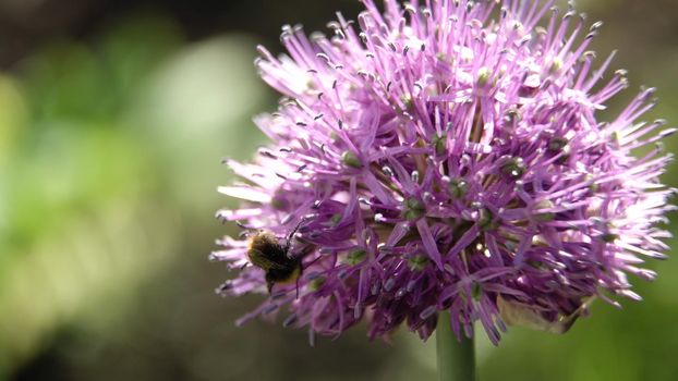 Bee on purple flower. Bee collects nectar from a flower in sunny summer day,macro. Honeybee on Flower.