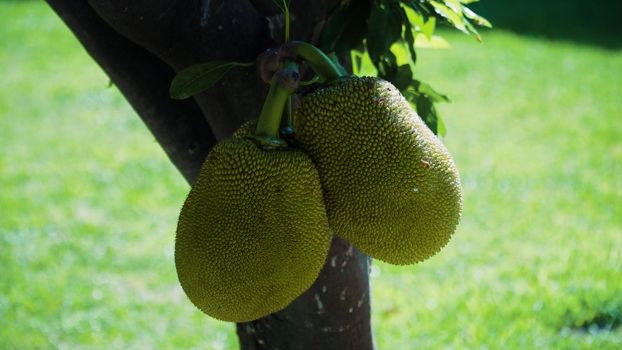 Jackfruit Tree and young Jackfruits. Tree branch full of jack fruits.