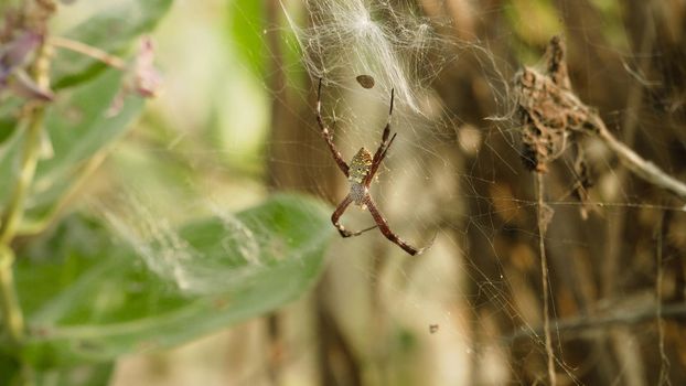 tropical spider on web insect hunting. spider predator on the web