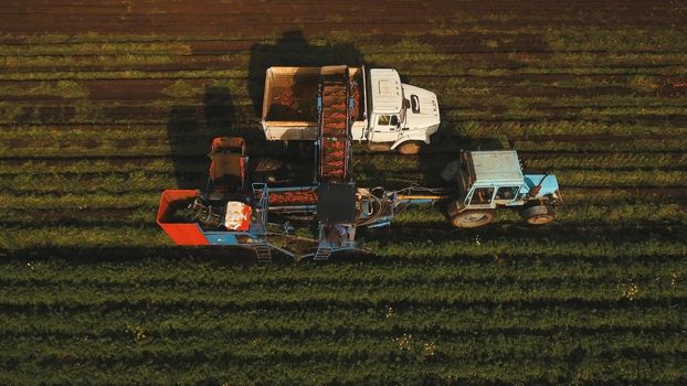 Mechanized carrot harvesting.erial view.Machine harvesting carrots moves across the field and loads the carrot truck.Harvest carrots combine and load it into the truck.