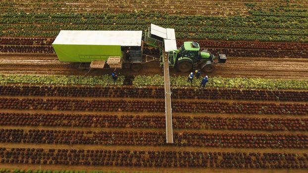 Aerial view Farm workers using a unique conveyor belt system to harvest cauliflower, Cabbage from a field.. Lettuce field. Machine conveyor belt system to harvest Lettuce from a field. Salad on the field, salad growing.
