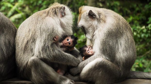 monkey mother breastfeeds baby. Monkey macaque in the rain forest. Monkeys in the natural environment. Bali, Indonesia. Long tailed macaques, Macaca fascicularis