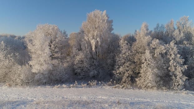 aerial view winter landscape trees covered with snow in countryside. field and trees in winter