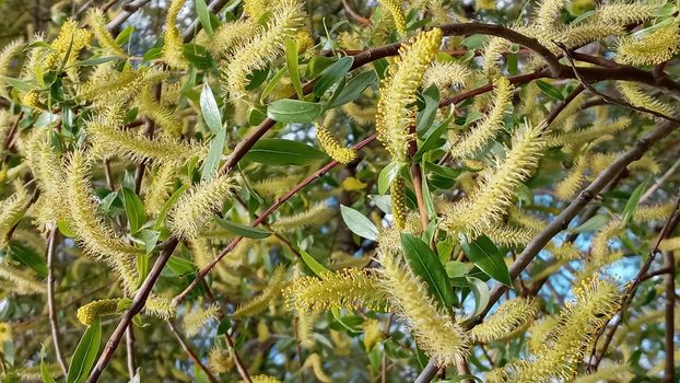 Close-up, brush of willow in early spring. Yellow stamens on the branches. Background, pattern natural.