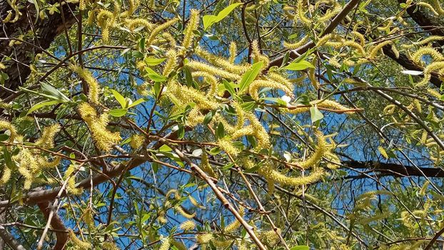 Close-up, brush of willow in early spring. Yellow stamens on the branches. Background, pattern natural.