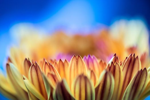 Orange flower petals, close up and blue background