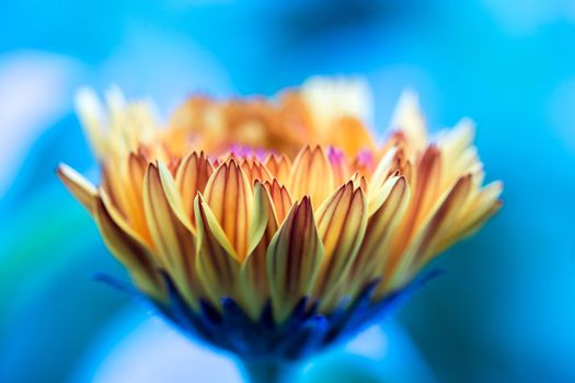 Orange flower petals, close up and blue background
