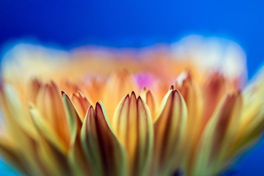 Orange flower petals, close up and blue background