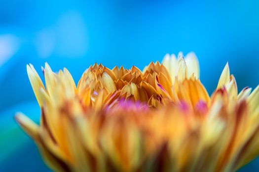 Orange flower petals, close up and blue background