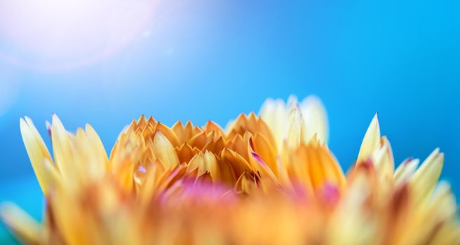 Orange flower petals, close up and blue background
