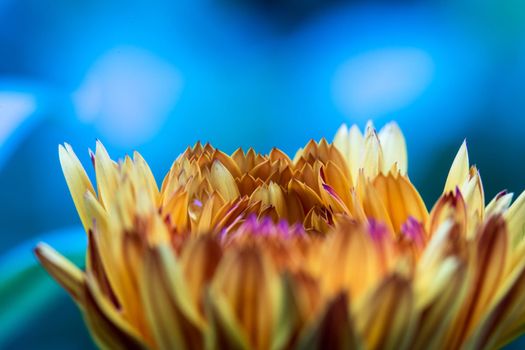 Orange flower petals, close up and blue background