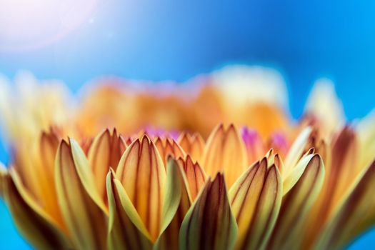 Orange flower petals, close up and blue background