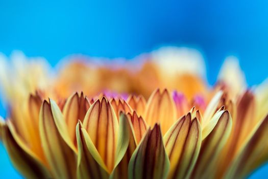 Orange flower petals, close up and blue background