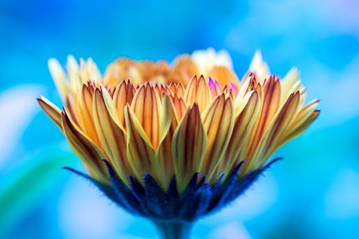 Orange flower petals, close up and blue background