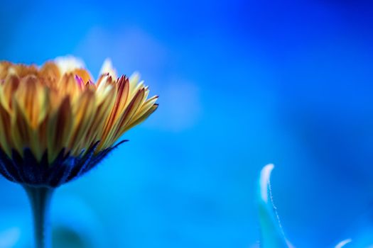 Orange flower petals, close up and blue background