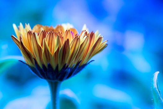 Orange flower petals, close up and blue background