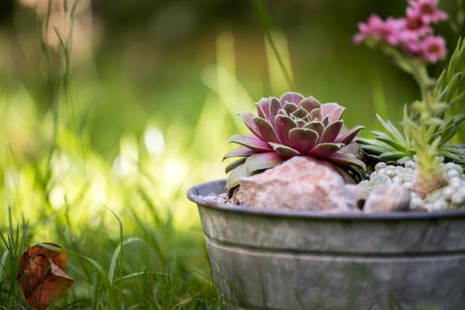 Common houseleek in a flowerpot, defocused blurry background