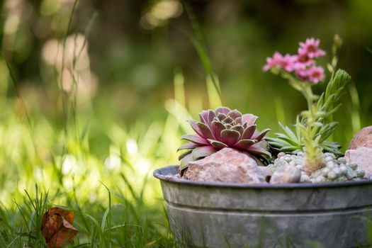 Common houseleek in a flowerpot, defocused blurry background