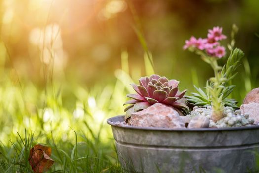 Common houseleek in a flowerpot, defocused blurry background