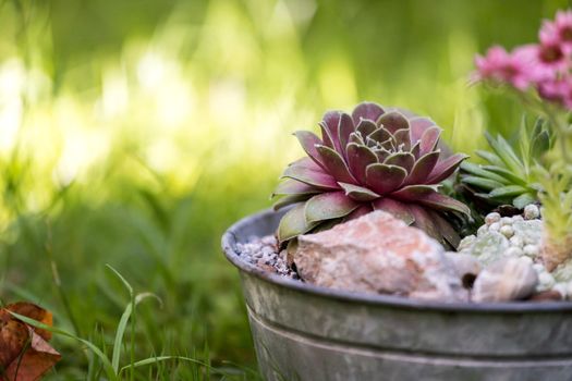 Common houseleek in a flowerpot, defocused blurry background