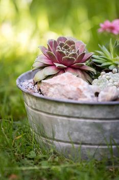 Common houseleek in a flowerpot, defocused blurry background