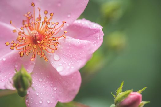 Pink flower petals with water drops, close up and green background
