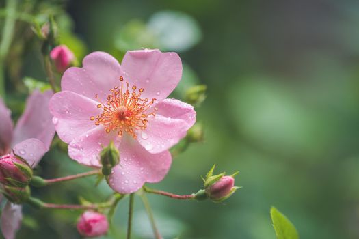 Pink flower petals with water drops, close up and green background