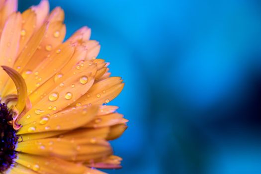 Orange flower petals with water drops, close up and blue background
