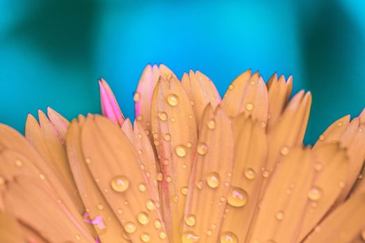 Orange flower petals with water drops, close up and blue background