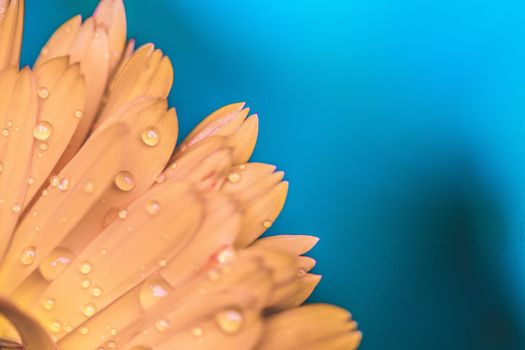 Orange flower petals with water drops, close up and blue background