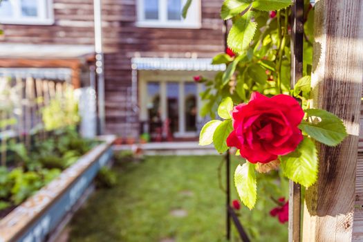 Red rose flower and small garden with raised bed in the blurry background