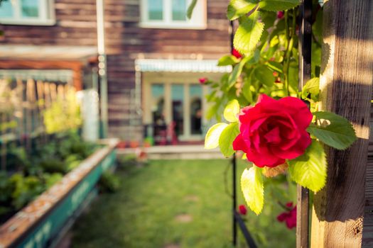 Red rose flower and small garden with raised bed in the blurry background