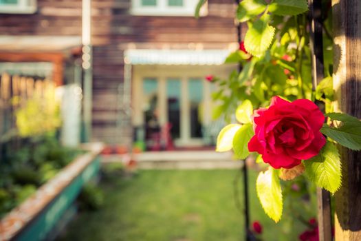 Red rose flower and small garden with raised bed in the blurry background