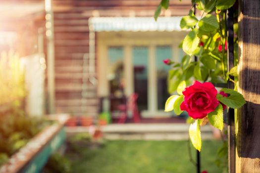 Red rose flower and small garden with raised bed in the blurry background