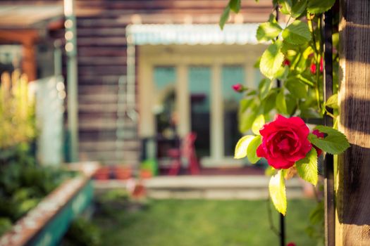 Red rose flower and small garden with raised bed in the blurry background