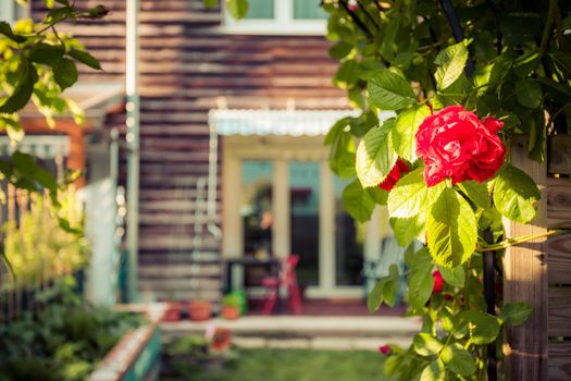 Red rose flower and small garden with raised bed in the blurry background