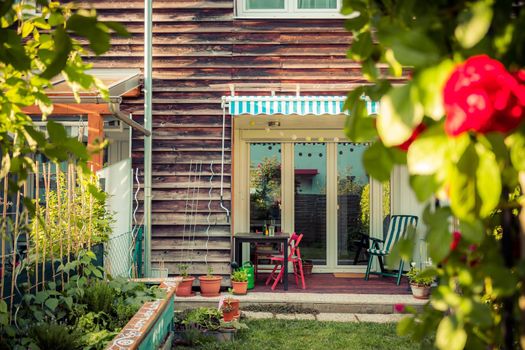 Red rose flower and small garden with raised bed in the blurry background