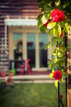 Red rose flower and small garden with raised bed in the blurry background