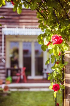 Red rose flower and small garden with raised bed in the blurry background