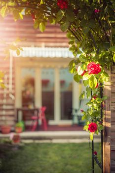 Red rose flower and small garden with raised bed in the blurry background