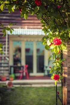 Red rose flower and small garden with raised bed in the blurry background