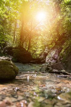 Small mountain river in the forest