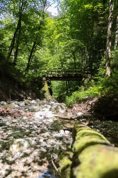 Small mountain river in the forest