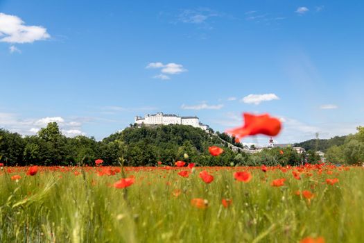 Blooming poppy seeds in front of the Festung Hohensalzburg in Salzburg, Austria