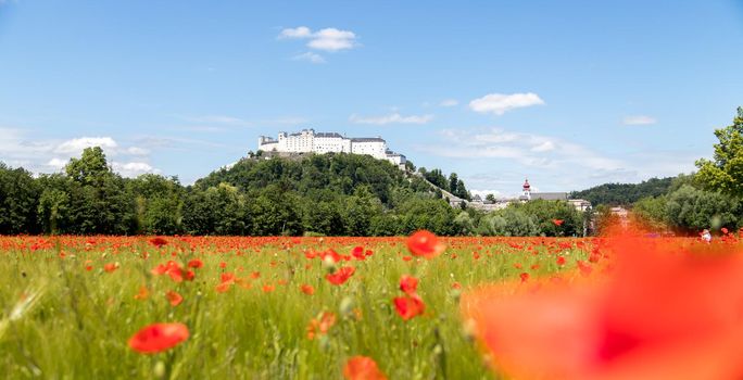 Blooming poppy seeds in front of the Festung Hohensalzburg in Salzburg, Austria