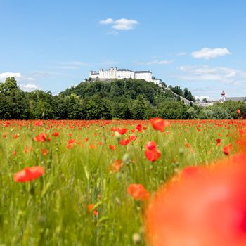 Blooming poppy seeds in front of the Festung Hohensalzburg in Salzburg, Austria